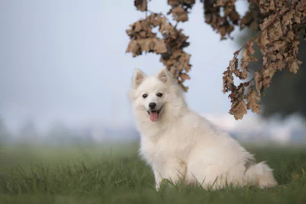 dog Animal spitz HD Desktop Wallpaper | Background Image