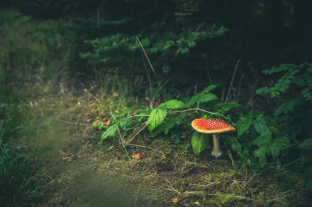 nature fly agaric mushroom HD Desktop Wallpaper | Background Image