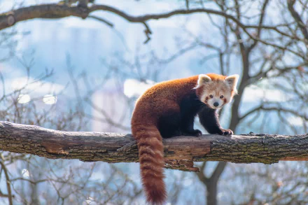 trunk panda Animal red panda HD Desktop Wallpaper | Background Image