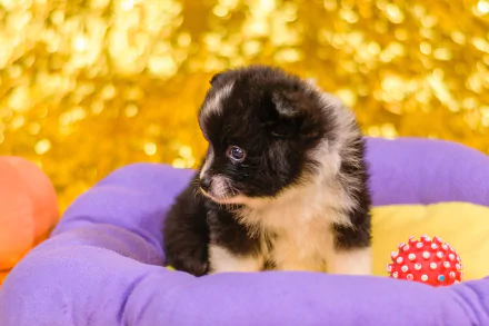 HD desktop wallpaper featuring a fluffy black and white Pomeranian puppy resting on a colorful cushion with a red spiked ball nearby.