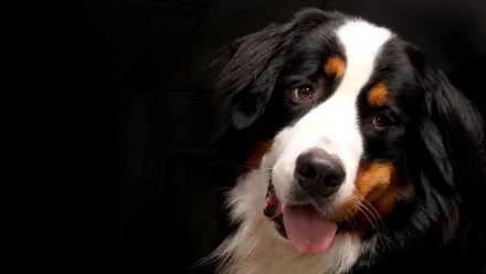 Close-up of a smiling Bernese Mountain Dog on a dark backdrop, 2K Quad HD PC desktop wallpaper and background.