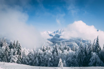 Snow-covered fir trees stand beneath a cloudy sky, framed by fog and towering snowy mountains in this 4K Ultra HD winter nature scene.
