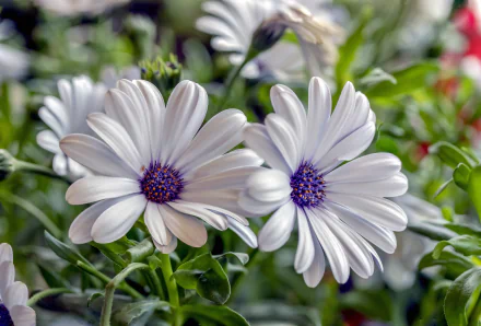 daisy osteospermum white flower blur nature HD Desktop Wallpaper | Background Image