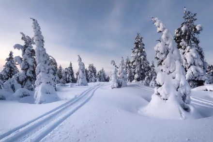 snow path fir tree nature winter HD Desktop Wallpaper | Background Image