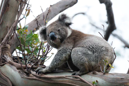 4K Ultra HD PC desktop wallpaper featuring a close-up of a koala resting on a tree branch amidst green foliage.
