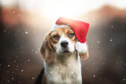 santa hat Christmas dog Animal beagle Christmas dog HD Desktop Wallpaper | Background Image