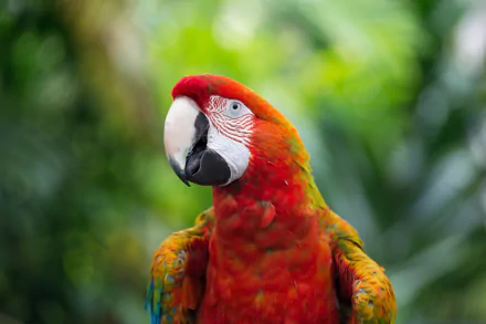 Close-up of a vibrant scarlet macaw parrot against a blurred green background, captured in stunning 4K Ultra HD detail as a PC desktop wallpaper.