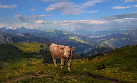 pasture alps mountain Animal cow HD Desktop Wallpaper | Background Image