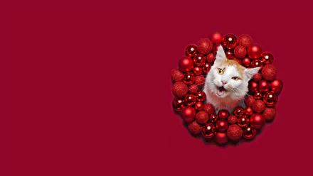 Christmas muzzle Animal cat christmas cat HD Desktop Wallpaper | Background Image