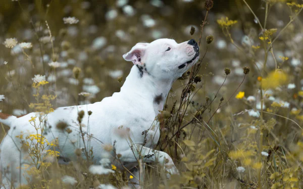dog Animal bull terrier HD Desktop Wallpaper | Background Image