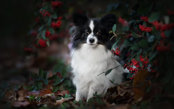 dog Papillon Animal HD Desktop Wallpaper | Background Image