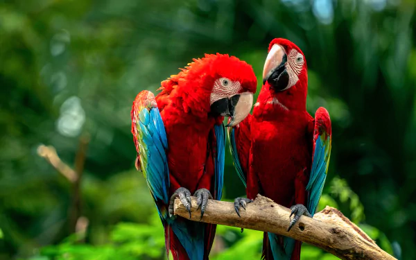 macaw parrot bird Animal Red-and-green Macaw HD Desktop Wallpaper | Background Image