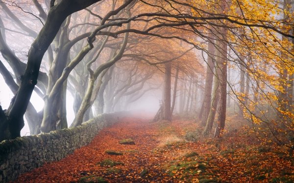 Earth Fog Nature Fall HD Wallpaper | Background Image