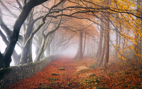 fall nature fog HD Desktop Wallpaper | Background Image