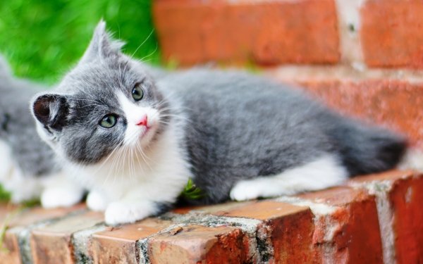 Animal Cat Cats Kitten Baby Animal HD Wallpaper | Background Image