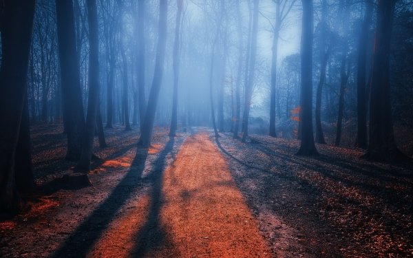 Man Made Path Road Fog Park HD Wallpaper | Background Image