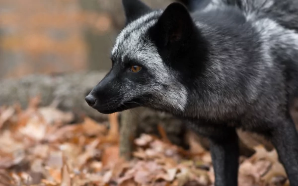 Silver Fox (Animal) Animal fox HD Desktop Wallpaper | Background Image