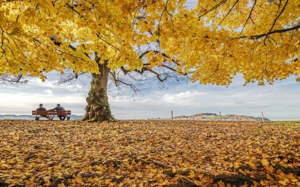 Photography Fall Tree People Bench HD Wallpaper | Background Image