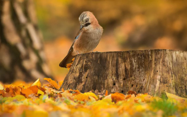 jay stump bird nature leaf fall Animal Eurasian Jay HD Desktop Wallpaper | Background Image