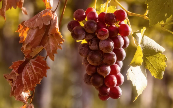 food grapes HD Desktop Wallpaper | Background Image