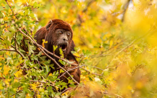 Howler Monkey Animal monkey HD Desktop Wallpaper | Background Image
