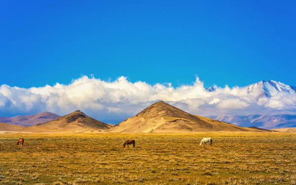 tibet hill cloud field sky Animal horse HD Desktop Wallpaper | Background Image