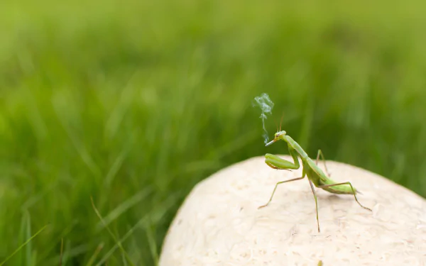 praying mantis insect cigarette mushroom smoke funny Animal HD Desktop Wallpaper | Background Image