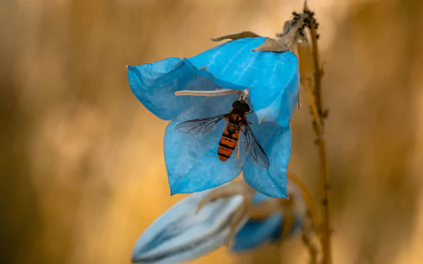 macro bellflower insect blue flower fly Animal hoverfly HD Desktop Wallpaper | Background Image