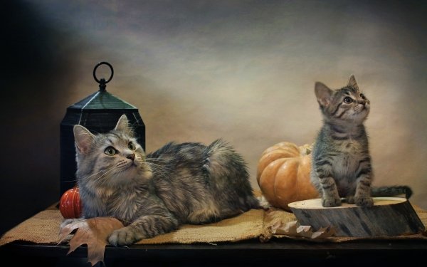 Animal Cat Cats Lantern Pumpkin Kitten Burlap HD Wallpaper | Background Image