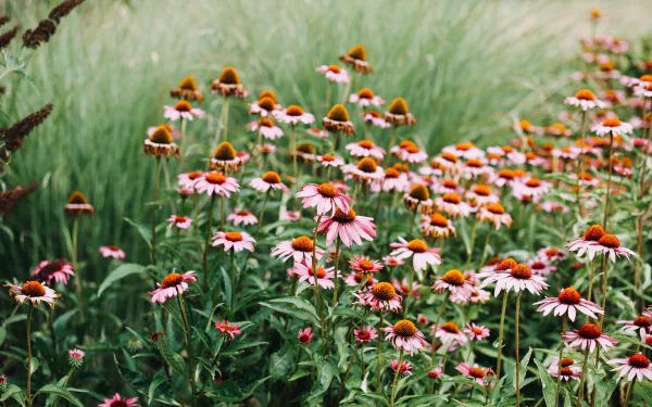 rudbeckia pink flower nature flower HD Desktop Wallpaper | Background Image