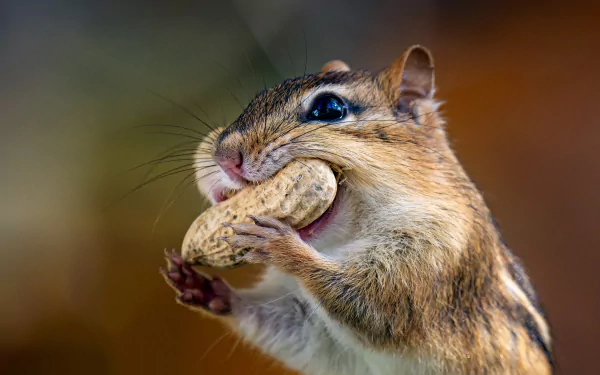 peanut rodent nut Animal chipmunk HD Desktop Wallpaper | Background Image