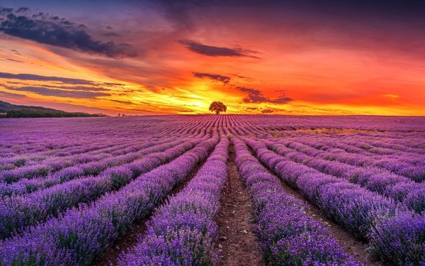 50+ 4K Ultra HD Lavender Wallpapers | Background Images