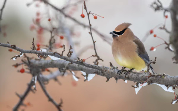 4K Ultra HD PC desktop wallpaper: waxwing (bird, Animal) perched on a snow-dusted branch with red berries against a soft, blurred winter background.