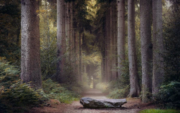 HD PC desktop wallpaper background, autumn forest path framed by tall trunks and ferns, a flat man-made stone bench on the trail under soft fall light.