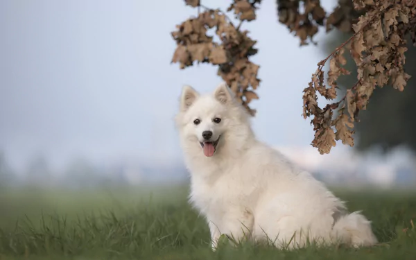 dog Animal spitz HD Desktop Wallpaper | Background Image