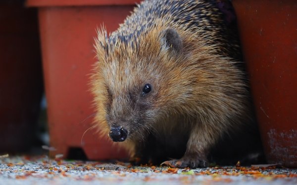 Animal Hedgehog HD Wallpaper | Background Image