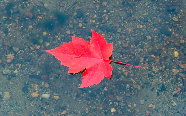 maple leaf fall puddle pebbles water nature leaf HD Desktop Wallpaper | Background Image