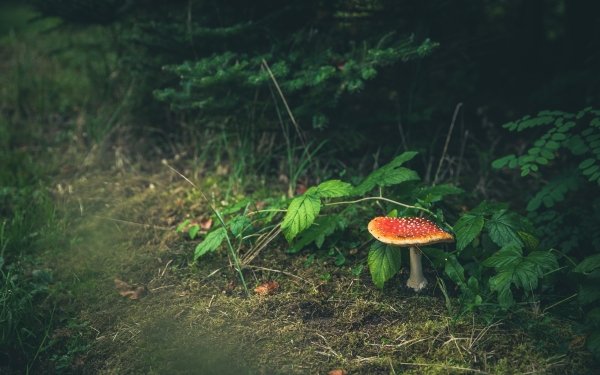 Earth Mushroom Fly Agaric Nature HD Wallpaper | Background Image