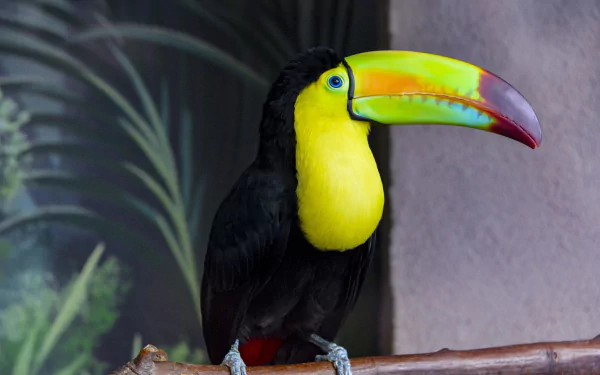 bird Animal toucan HD Desktop Wallpaper | Background Image