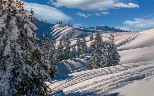 fir tree ski mountain snow cloud nature winter HD Desktop Wallpaper | Background Image