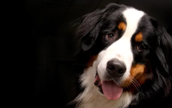 Close-up of a smiling Bernese Mountain Dog on a dark backdrop, 2K Quad HD PC desktop wallpaper and background.