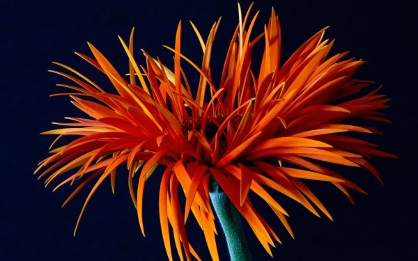 Earth Gerbera Flowers Macro Orange Flower HD Wallpaper | Background Image