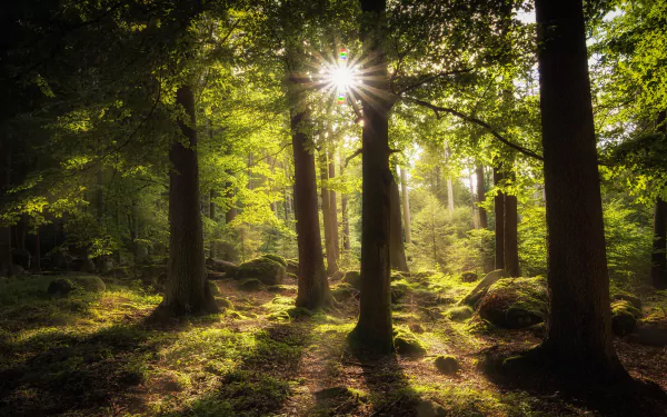 Sunbeam filters through a lush forest of tall trees, moss-covered stones, and a sturdy trunk, captured in vivid 4K Ultra HD quality.
