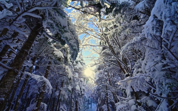 Earth Winter Forest Snow Spruce Pine Tree HD Wallpaper | Background Image