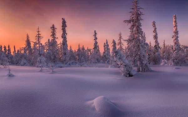 Nature Winter Forest Sky Snow Sunset Fir Tree HD Wallpaper | Background Image