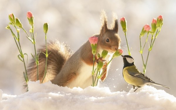 Animal Cute Titmouse Bird Squirrel Snow Flower HD Wallpaper | Background Image