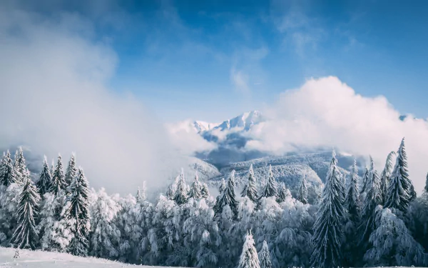 fir tree fog mountain snow cloud sky nature winter Snowy Mountain HD Desktop Wallpaper | Background Image