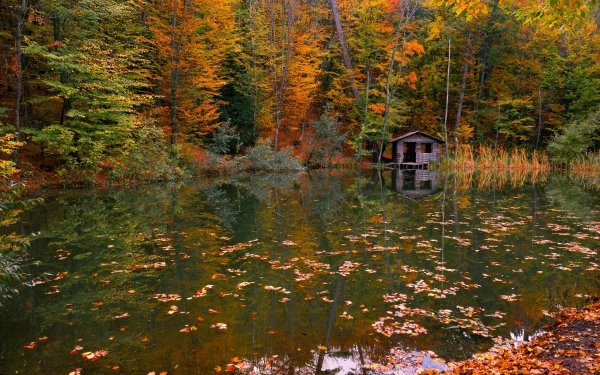 Photography Fall Nature River Hut Forest HD Wallpaper | Background Image