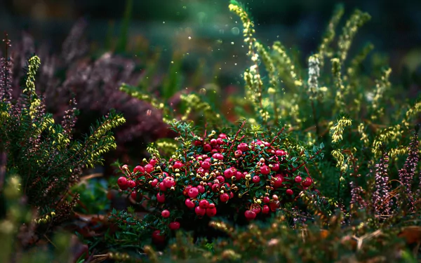 HD PC desktop wallpaper close-up: nature scene with blurred heather and tiny flowers framing a cluster of cranberry-red berries, dewy foliage and moody bokeh.