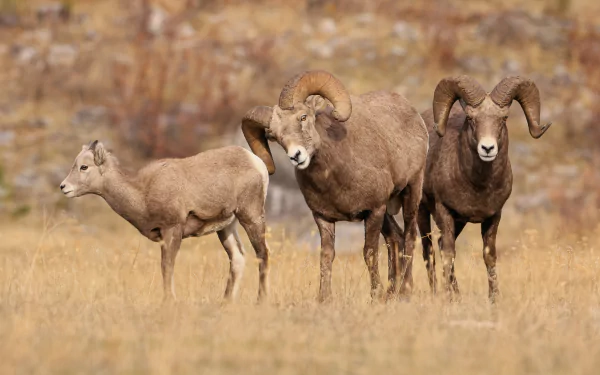 A high-resolution 4K Ultra HD desktop wallpaper featuring three bighorn sheep standing in a dry, grassy landscape with a blurred rocky background.